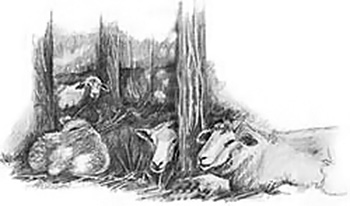 A few animals nestled comfortably in their barn.